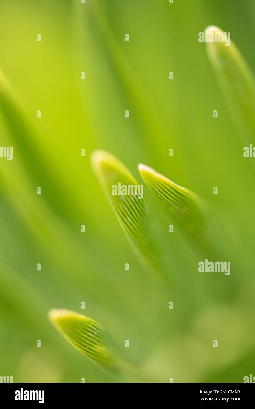 Immagini macro ravvicinate con una vista a profondità ridotta delle punte di una palma sago inondata dalla luce del sole Foto Stock