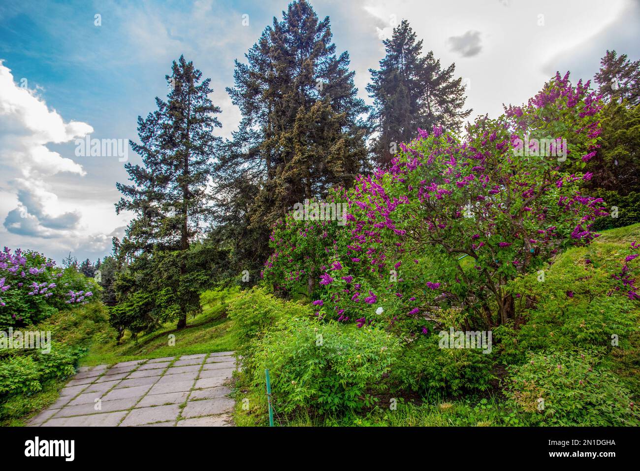 Incredibile fiori di lilla viola di alberi di lilla e grandi alberi di abete rosso nel parco botanico di Grivko nel primo giorno di maggio Foto Stock