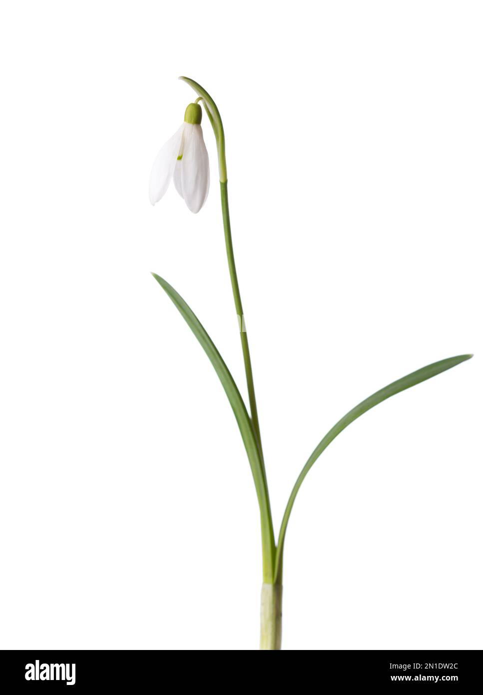 Fiore Snowdrop isolato su sfondo bianco. Messa a fuoco selettiva Foto Stock