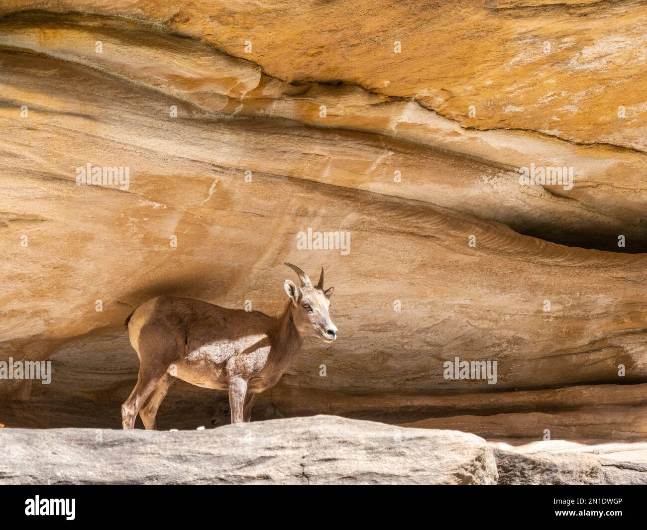 Una femmina adulta di pecora di bighorn (Ovis canadensis nelsoni), in una grotta per l'ombra nel Grand Canyon National Park, Arizona, Stati Uniti d'America Foto Stock