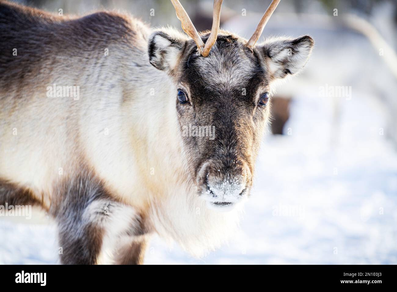 Primo piano di renne guardando la fotocamera, Lapponia, Svezia, Scandinavia, Europa Foto Stock