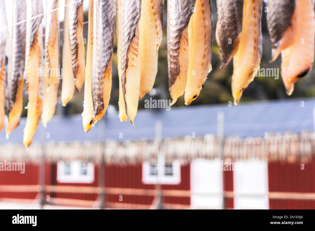 Stock di pesce sospeso all'asciutto, Nusfjord, Isole Lofoten, Norvegia, Scandinavia, Europa Foto Stock
