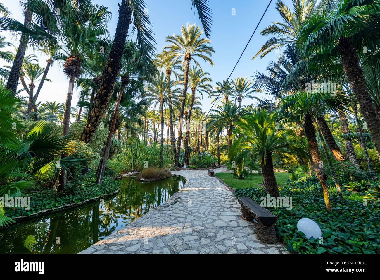 Palme, Palmeral (palmeto) di Elche, patrimonio dell'umanità dell'UNESCO, Alicante, Valencia, Spagna, Europa Foto Stock