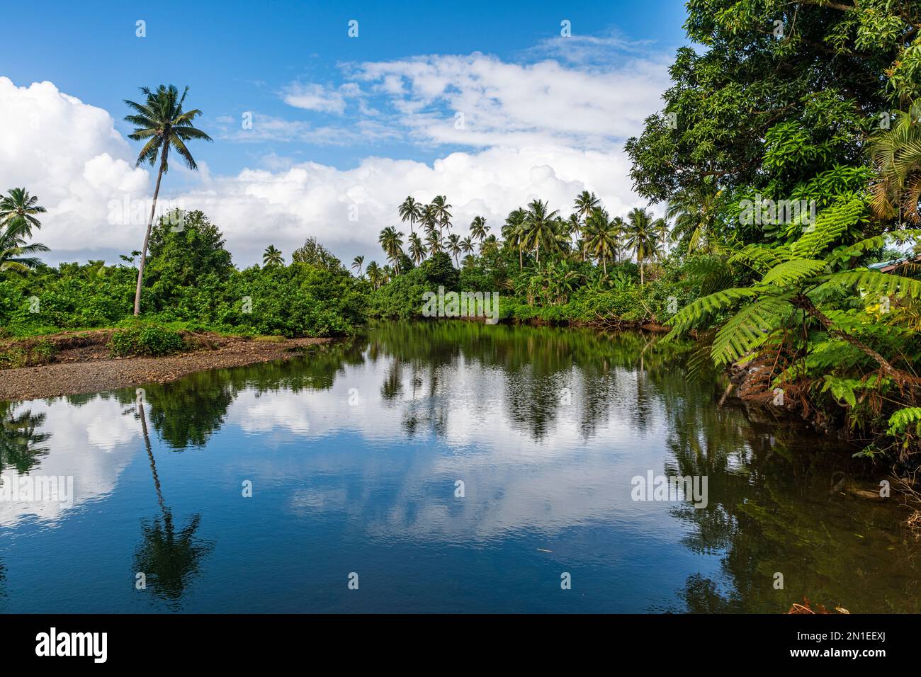 Giungla lussureggiante nel Parco Nazionale di Bouma, Taveuni, Fiji, Sud Pacifico, Pacifico Foto Stock