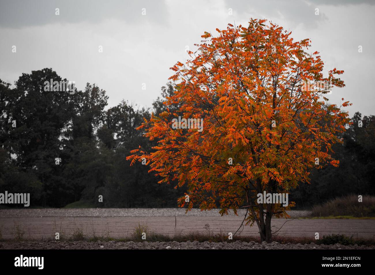 Albero con colorazione autunnale Foto Stock