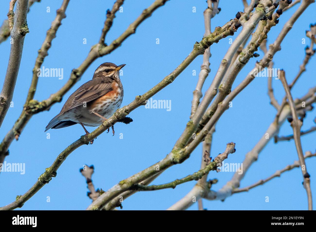 Chipping, Preston, Lancashire, UK Un segno di inverno. Un redwing, UKÕs più piccolo e più incontrato in inverno, arroccato in un albero, Chipping, Preston, Lancashire, UK Credit: John Eveson/Alamy Live News Foto Stock