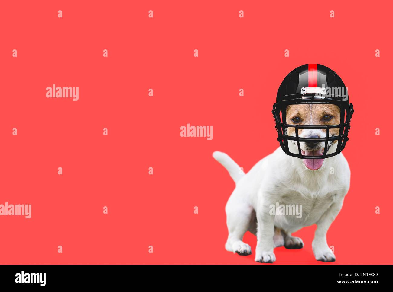 Cane che indossa il casco americano nero da calcio con strisce rosse su sfondo di colore solido Foto Stock