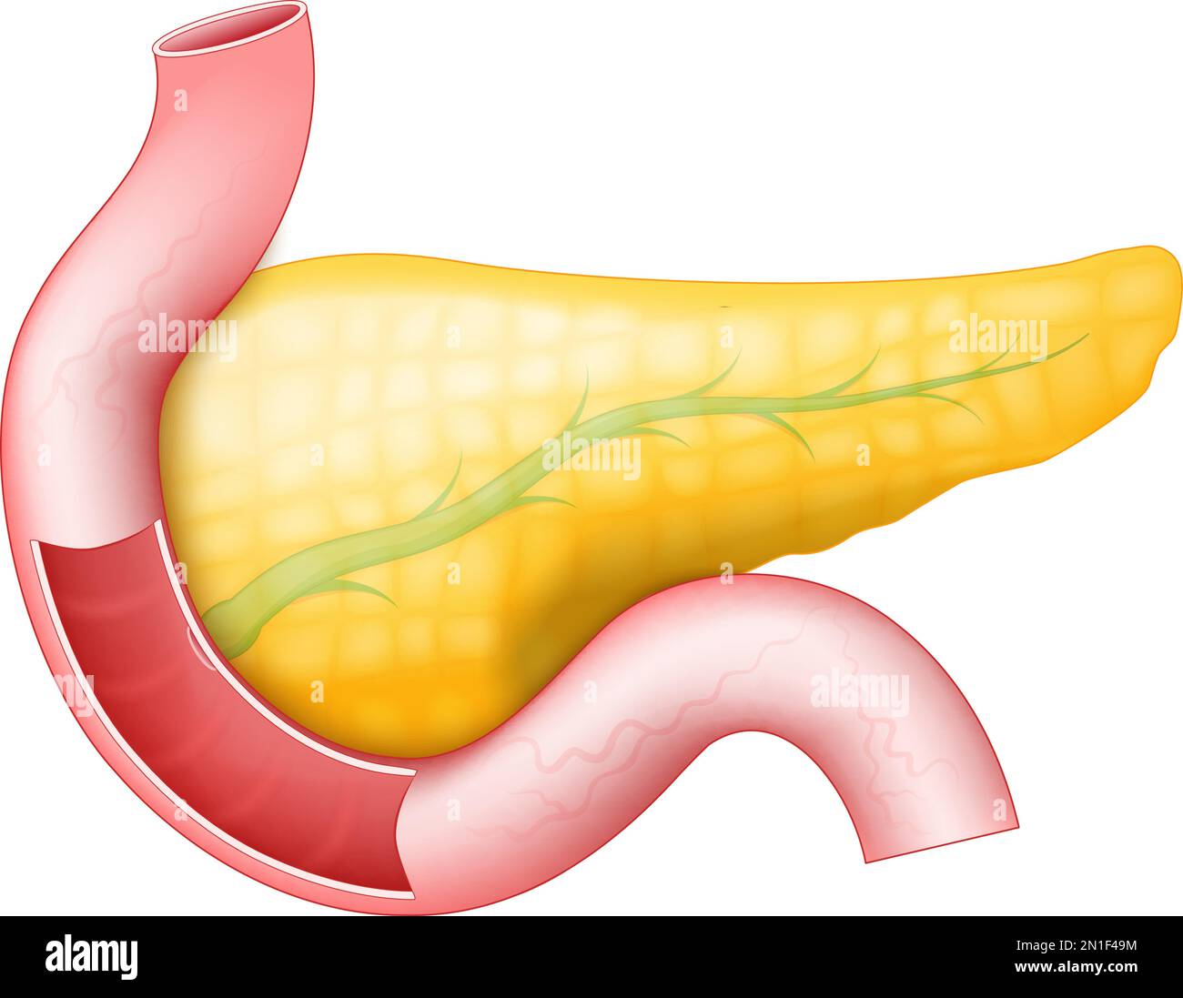 Pancreas con dotto pancreatico, duodeno e intestino tenue su sfondo bianco. anatomia umana. Parte di un sistema digestivo umano. vettore Illustrazione Vettoriale