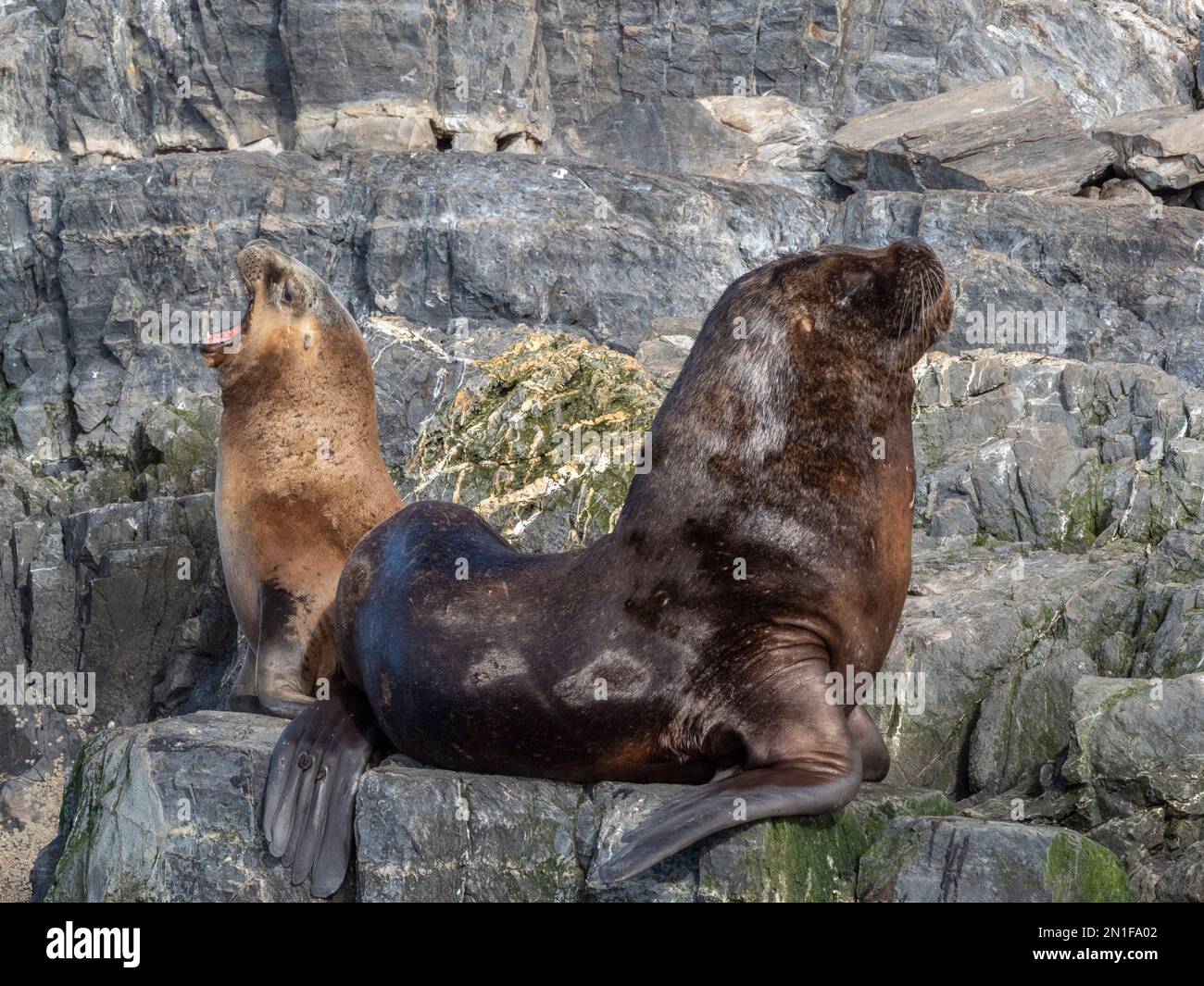 Una colonia di leoni marini sudamericani (Otaria flavescens), su piccoli isolotti a Lapataya Bay, Tierra del Fuego, Argentina, Sud America Foto Stock