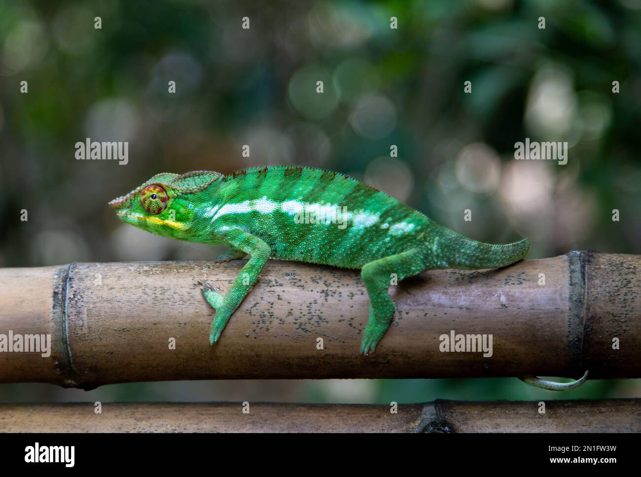 Panther chameleon (Furcifer pardalis) all'isola di Nosy Komba, Madagascar nord-occidentale, Oceano Indiano, Africa Foto Stock