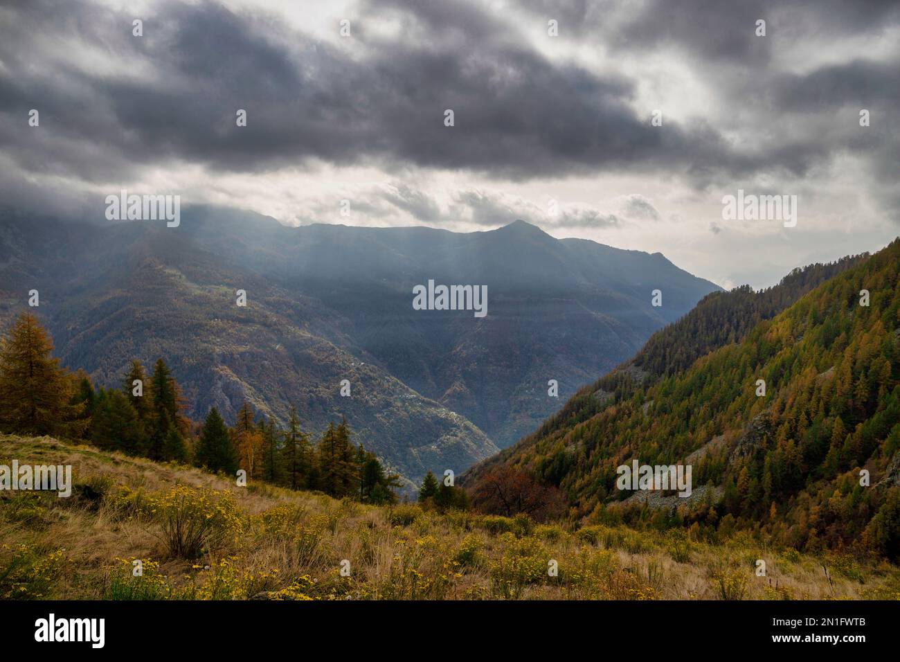 Pascoli e foreste di conifere sotto un cielo nuvoloso, Valle di Lys, Gressoney, Valle d'Aosta, Italia, Europa Foto Stock