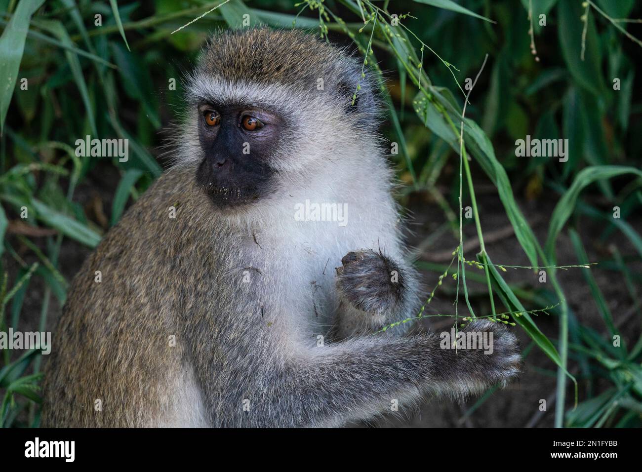 Scimmia Vervet (Chlorocobus pygerythrus), Parco Nazionale del Lago Manyara, Tanzania, Africa Orientale, Africa Foto Stock