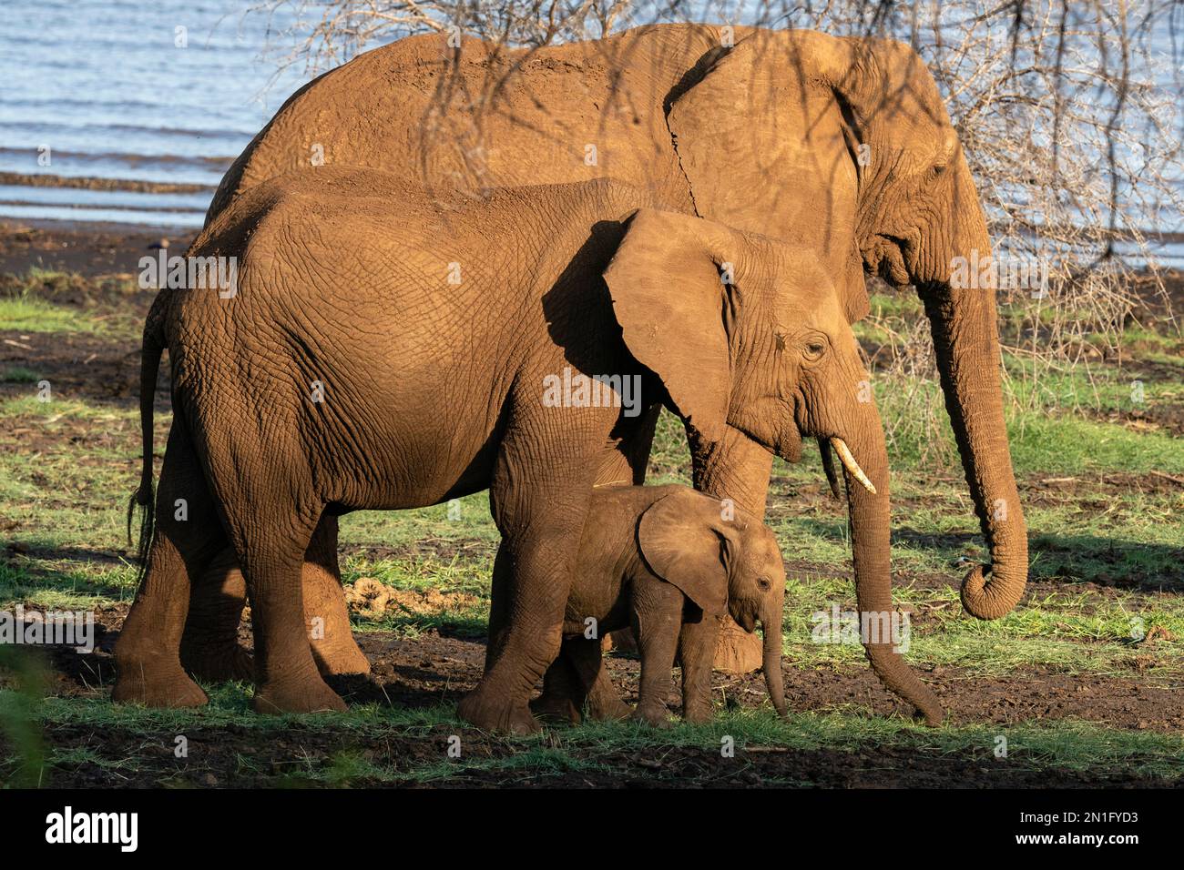 Elefanti africani (Loxodonta africana) e vitello, Parco Nazionale del Lago Manyara, Tanzania, Africa orientale, Africa Foto Stock