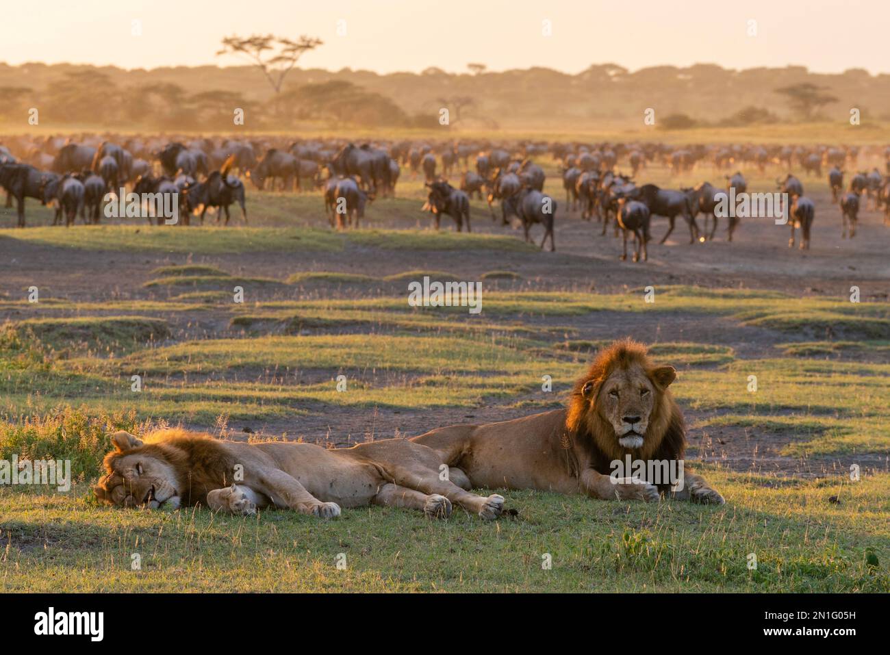 Due leoni maschi (Panthera leo) riposano mentre wildebeest (Connochaetes taurinus) si riuniscono per bere, Serengeti, Tanzania, Africa orientale, Africa Foto Stock