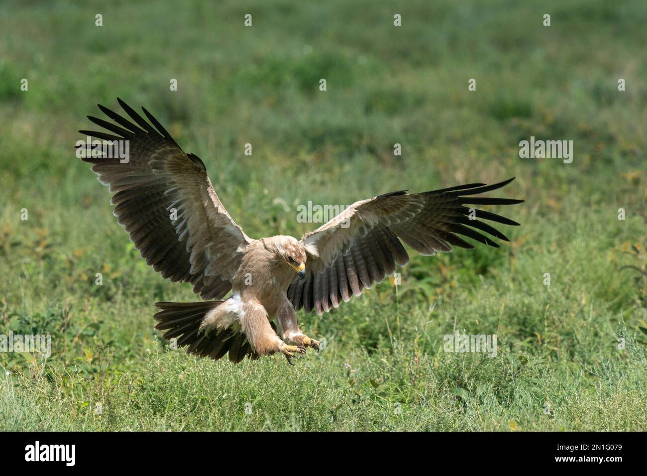 Aquila bruna (Aquila rapax) in volo, Ndutu Conservation Area, Serengeti, Tanzania, Africa orientale, Africa Foto Stock