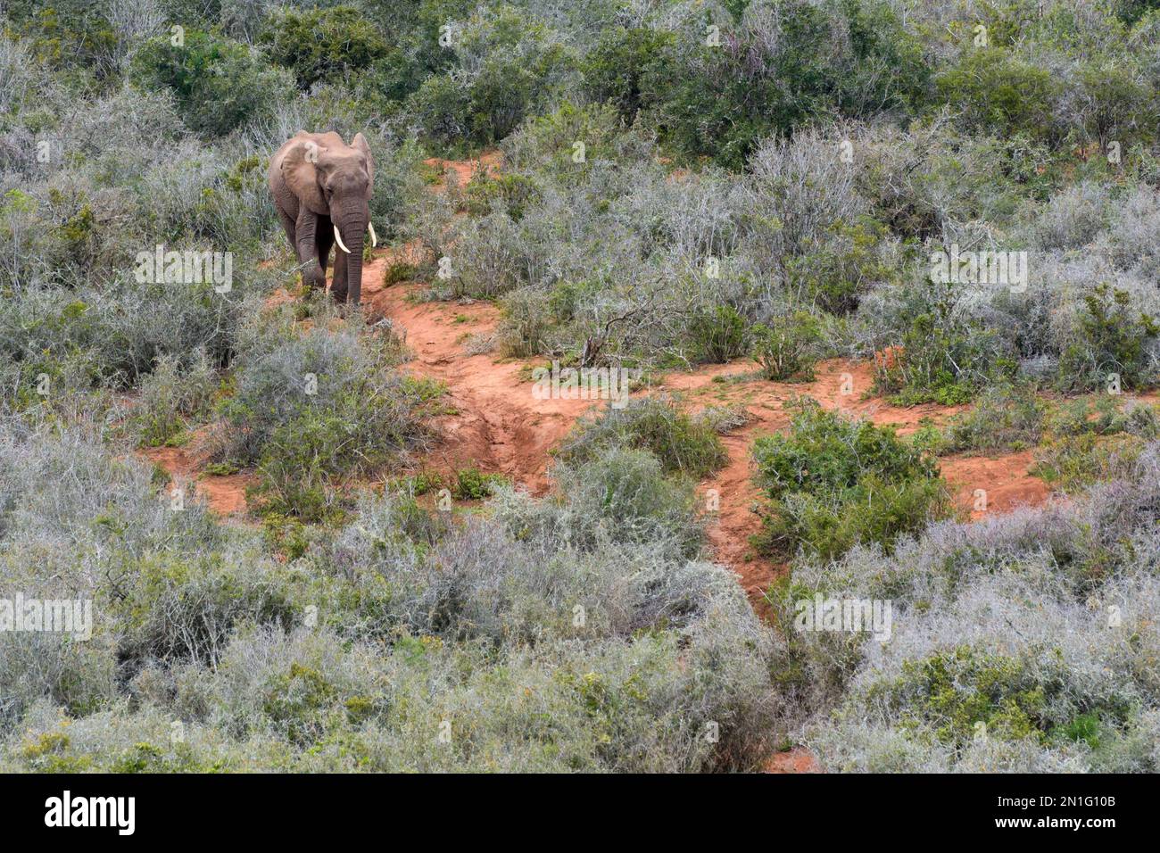 Lone bull elefante a piedi Foto Stock