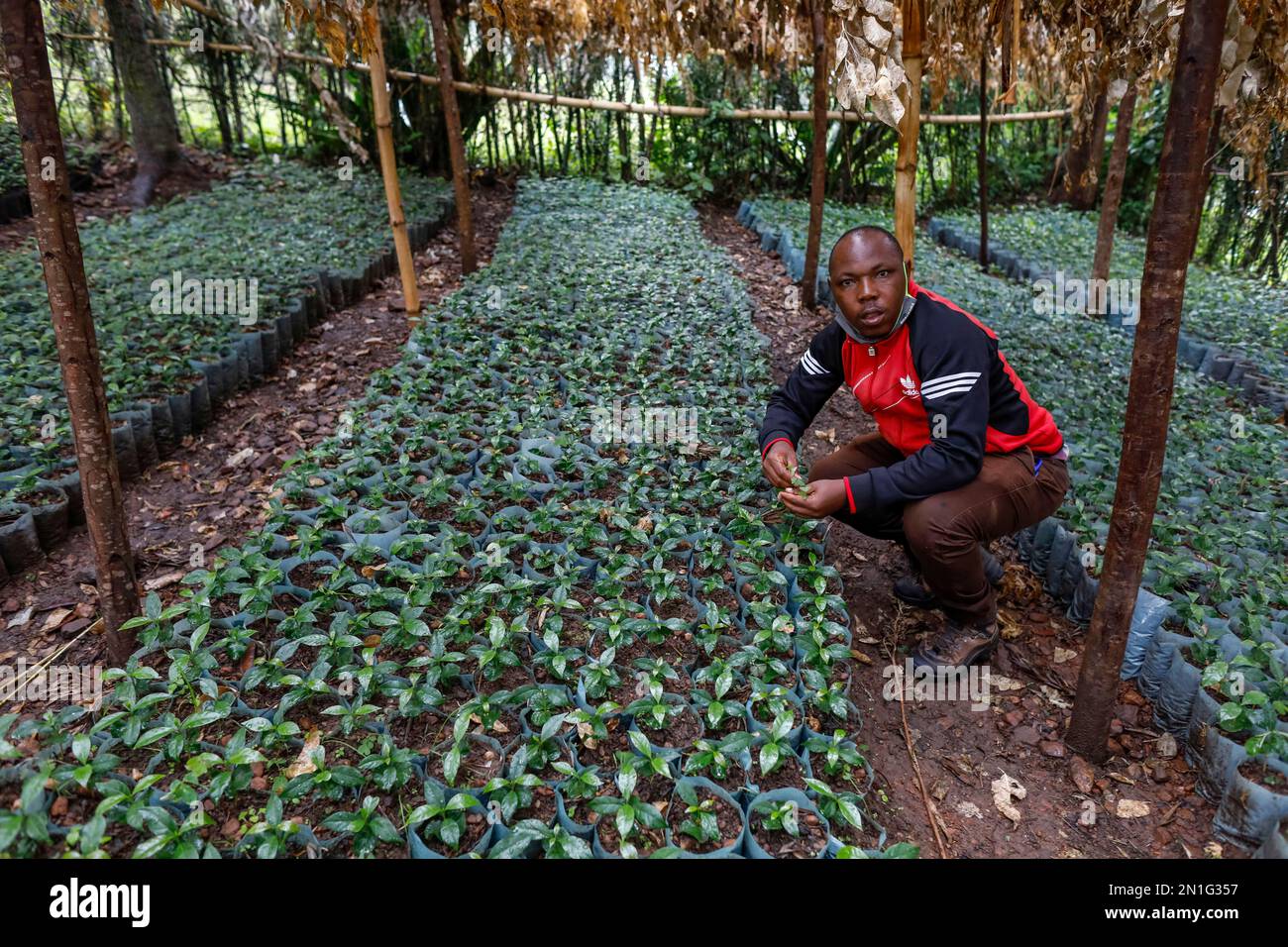 Supervisore sul campo e di certificazione nel vivaio, cooperativa del caffè Kopakama, Rutsiro, Rwanda, Africa Foto Stock