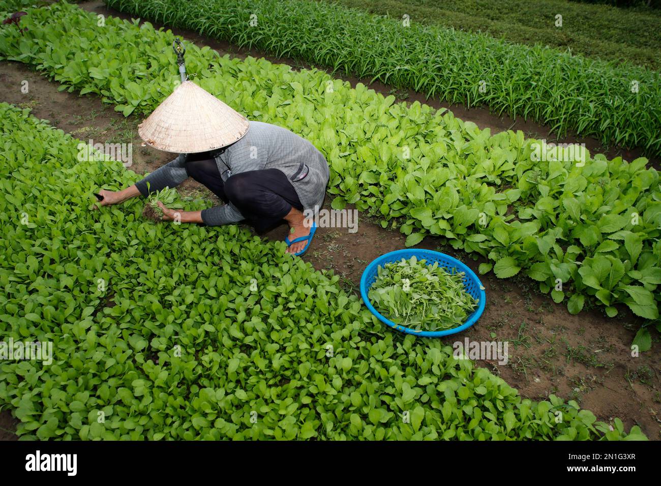 Contadino al lavoro, agricoltura, orto biologico nel villaggio di tra Que, Hoi An, Vietnam, Indochina, Asia sudorientale, Asia Foto Stock