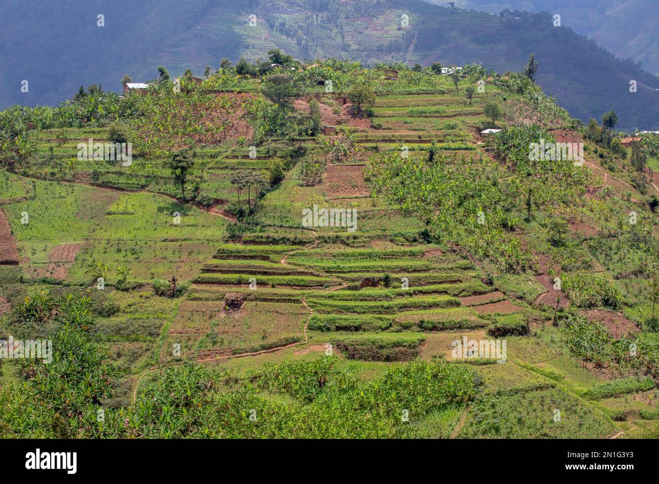 Paesaggio terrazzato nord del Ruanda, Ruanda, Africa Foto Stock
