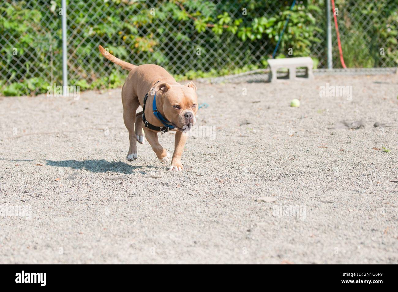 Cane di razza bully grande nella zona gioco del riparo animale Foto Stock