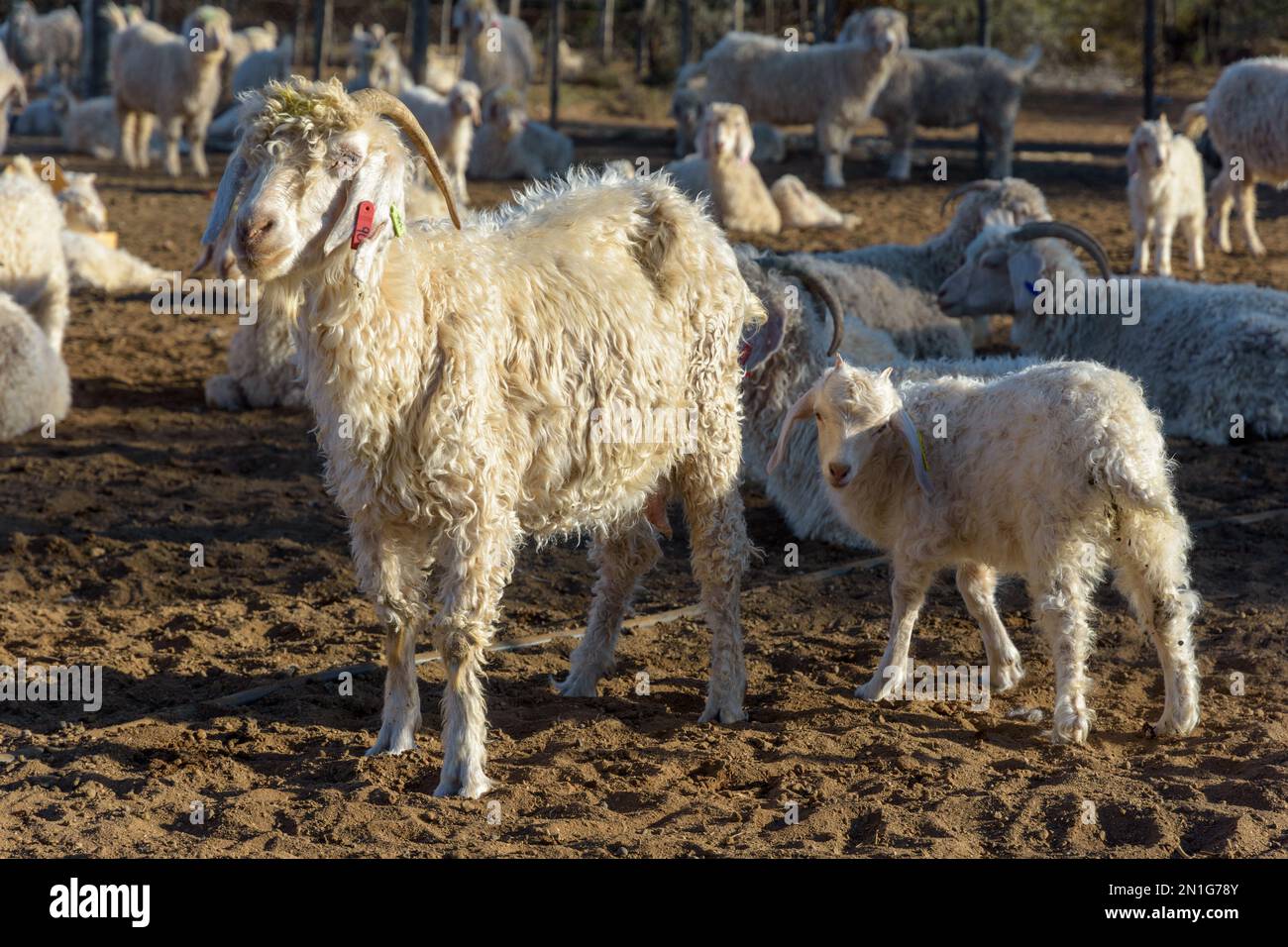 Capra di Angora con vitello Foto Stock