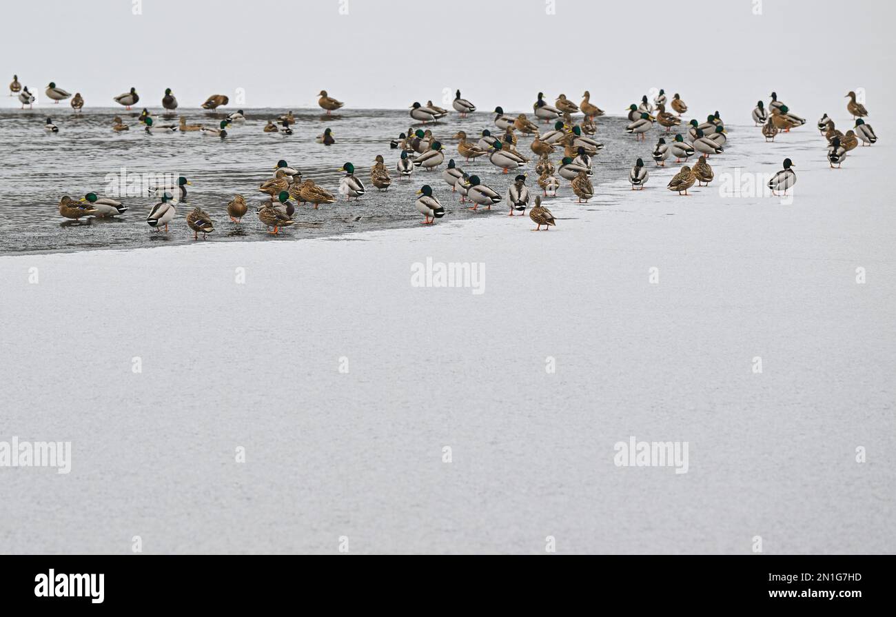 06 febbraio 2023, Brandeburgo, Müllrose: Molti malleardi si trovano sul ghiaccio in un punto ancora libero nelle acque del Katharinensee nel parco naturale Schlubetal. Il Parco Naturale di Schlubetal, fondato alla fine del 1995 nella regione dei laghi e della brughiera del Brandeburgo orientale, ha una superficie di 227 chilometri quadrati. La zona era essenzialmente modellata dall'ultima era glaciale. Più di due terzi del parco naturale sono coperti di foresta. Caratteristica dello Schlubetal è l'abbondanza di laghi e catene lacustri modellati dall'età del ghiaccio. Foto: Patrick Pleul/dpa Foto Stock