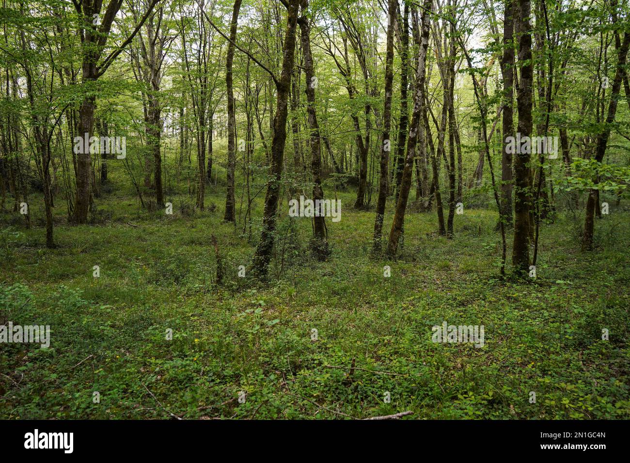 Lussureggiante verde foresta decidua con verde sottobosoria in Francia. Foto Stock