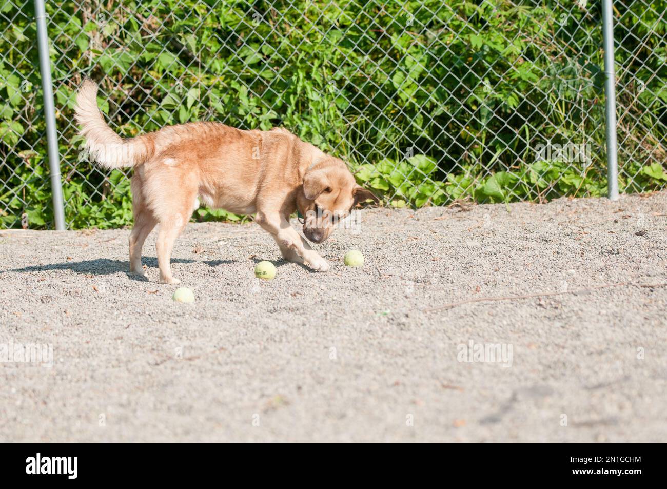 Ricovero cane giocare con palle da tennis Foto Stock