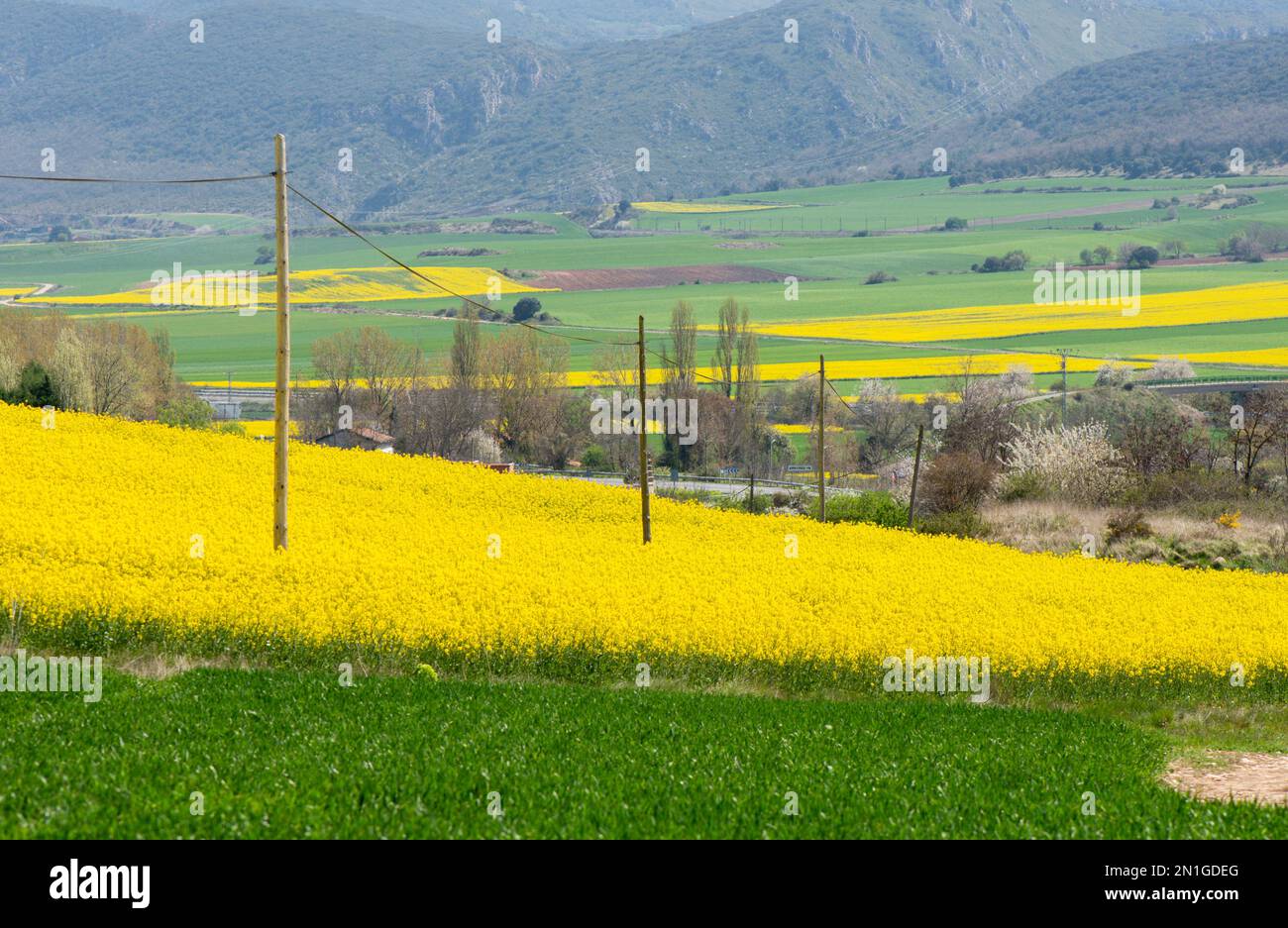 Campo di colza gialla nella campagna spagnola. Paesi Baschi, Pirenei bassi, Spagna. Foto Stock