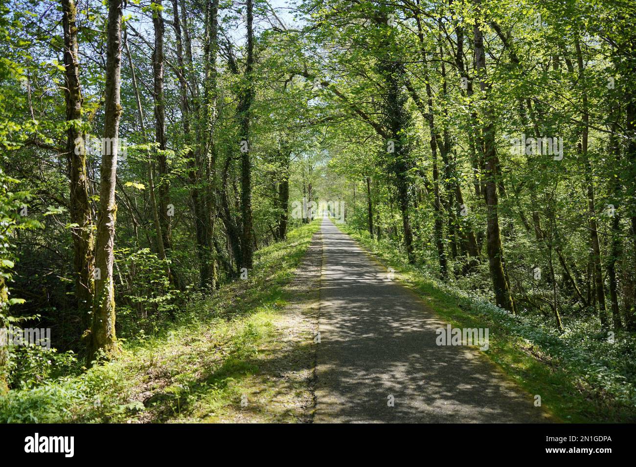 Lunga strada, percorso ciclabile Roger Lapébie, pista ciclabile, Carignan-de-Bordeaux, Francia. Foto Stock