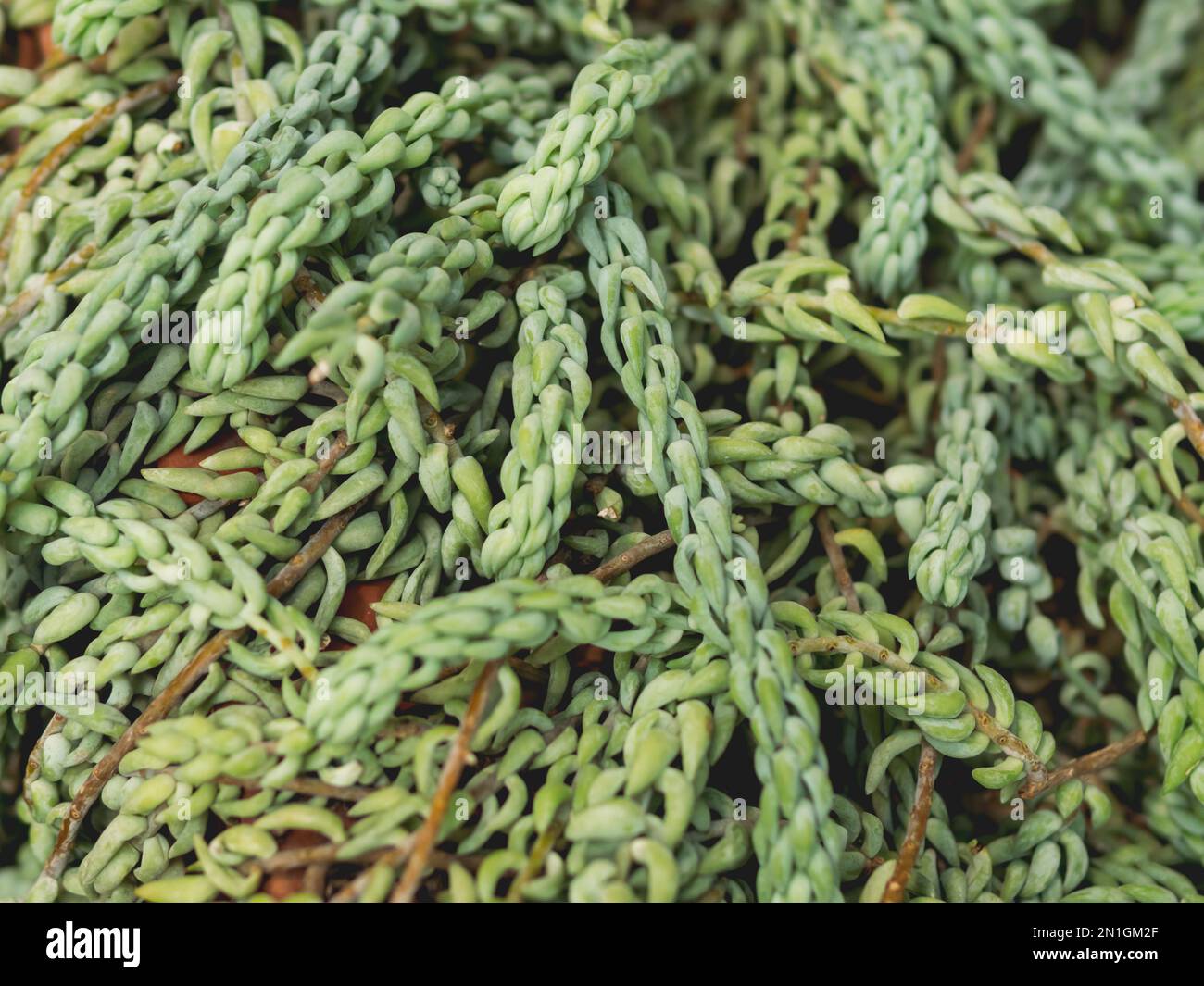 Foto a cornice completa di Sedum morganianum, coda d'asino o coda di burro. Fogliame verde di pianta perenne succulenta. Foto Stock