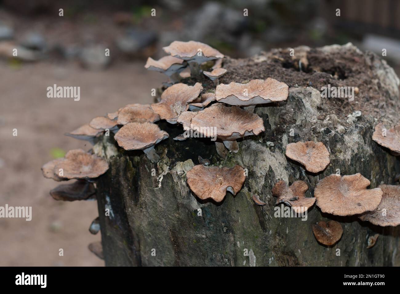 Colpo di primo piano di funghi mossy Foto Stock