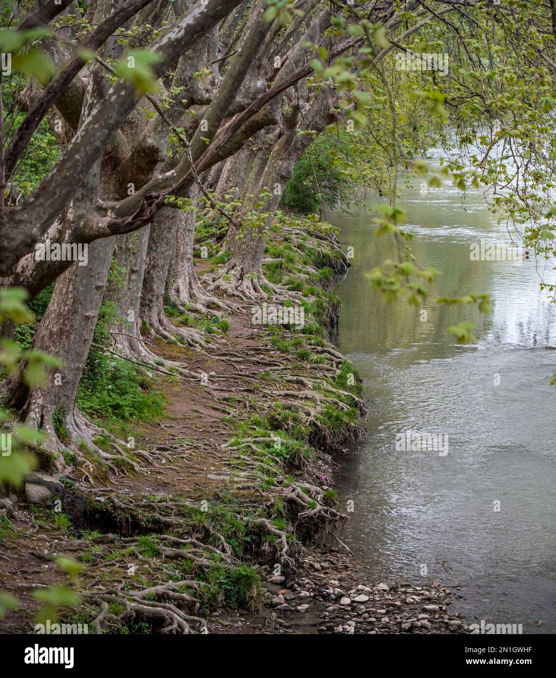 Fiume Arga, Navarra, Pamplona, Spagna. Foto Stock