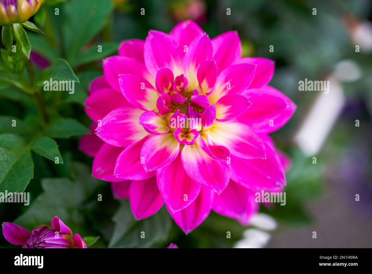 Bella fioritura magenta dahlia primo piano Foto Stock