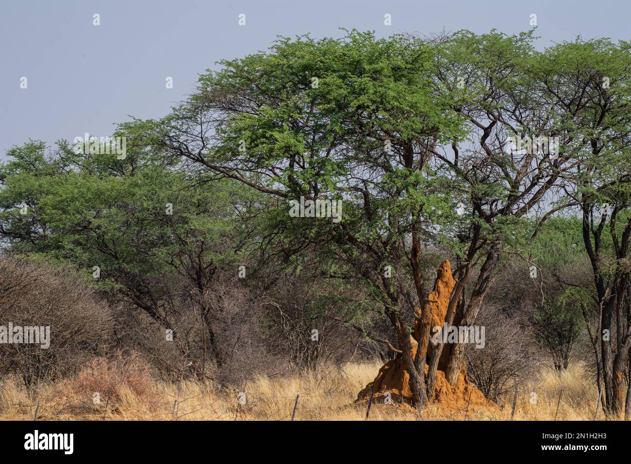 Tumulo gigante nido di termite, Macrotermes michaelseni, Termitidae, Namibia, Afriica. Foto Stock