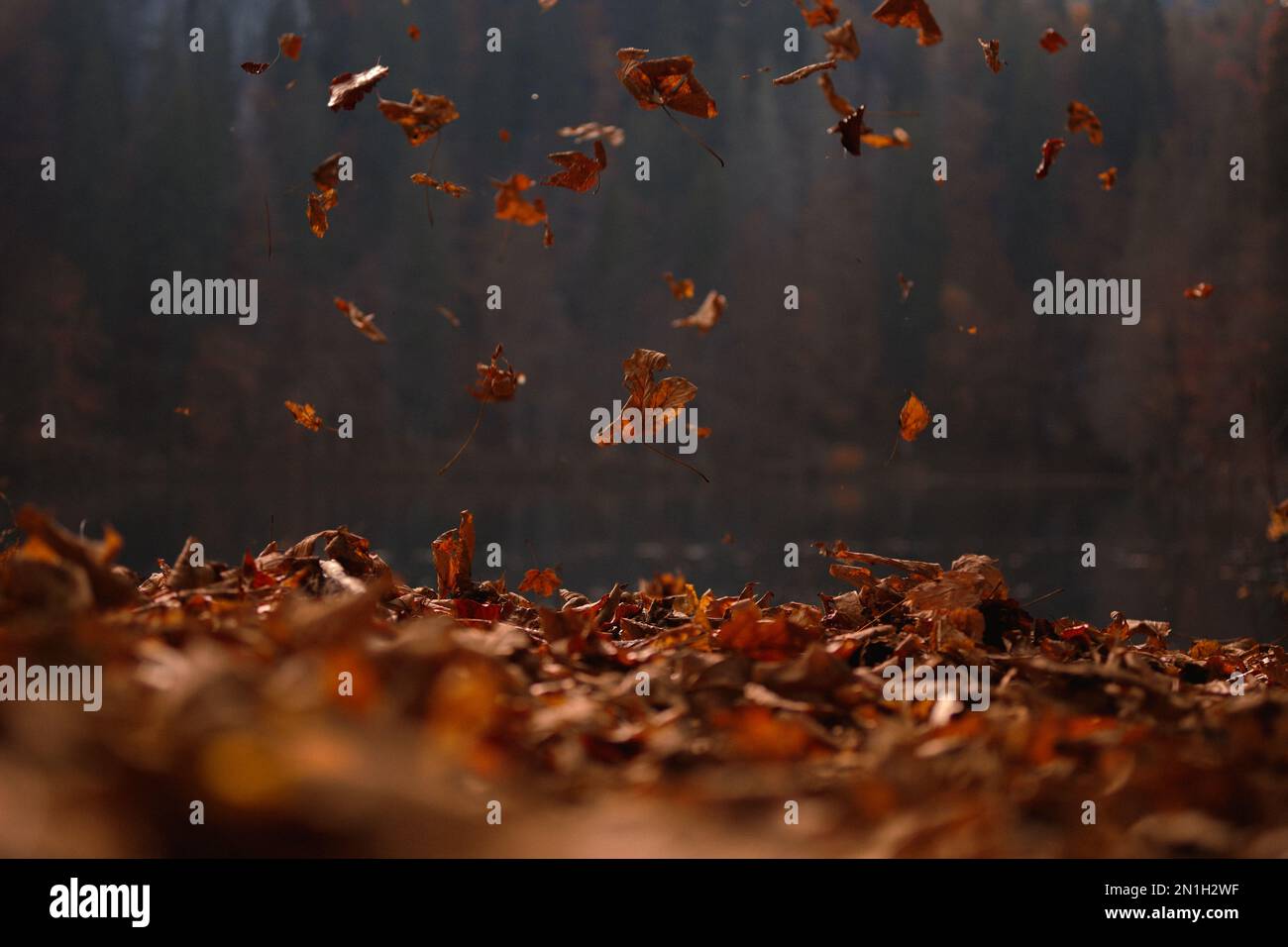 La caduta di foglie di autunno Foto Stock La caduta di foglie di autunno Foto Stock