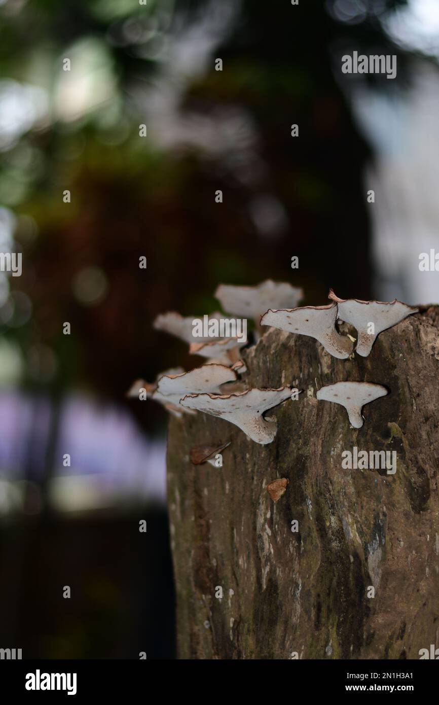 Colpo di primo piano di funghi mossy Foto Stock