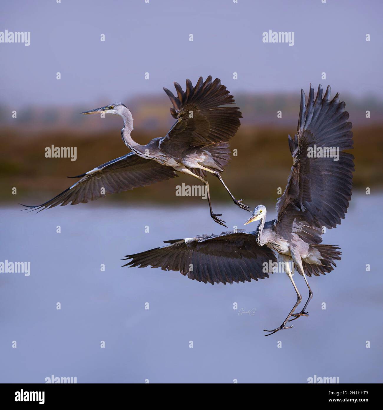 Volare via. Oman: QUESTI DUE uccelli d'amore si esibiscono durante il loro rituale di accoppiamento, ballando una routine drammatica per mostrare il loro affetto. Un'immagine ne mostra due Foto Stock