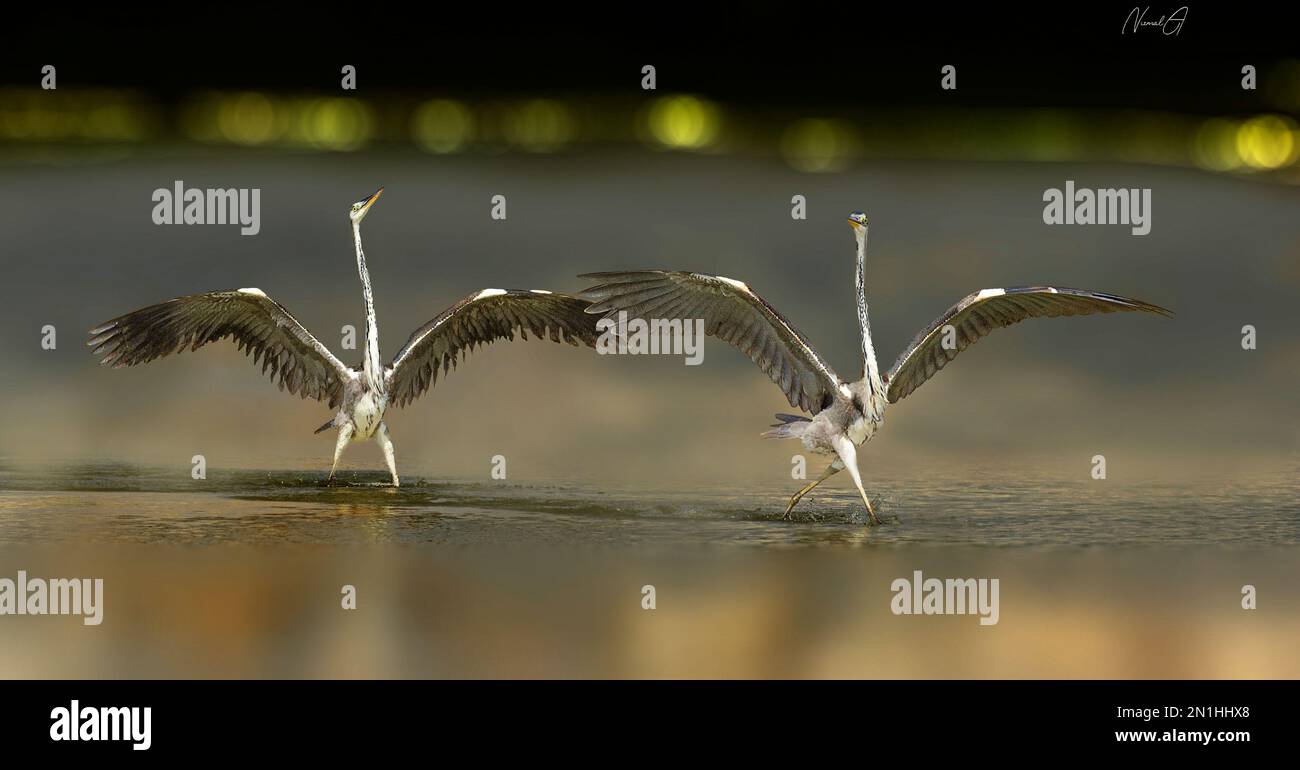 Aironi che corrono su acqua. Oman: QUESTI DUE uccelli d'amore si esibiscono durante il loro rituale di accoppiamento, ballando una routine drammatica per mostrare il loro affetto. Un im Foto Stock