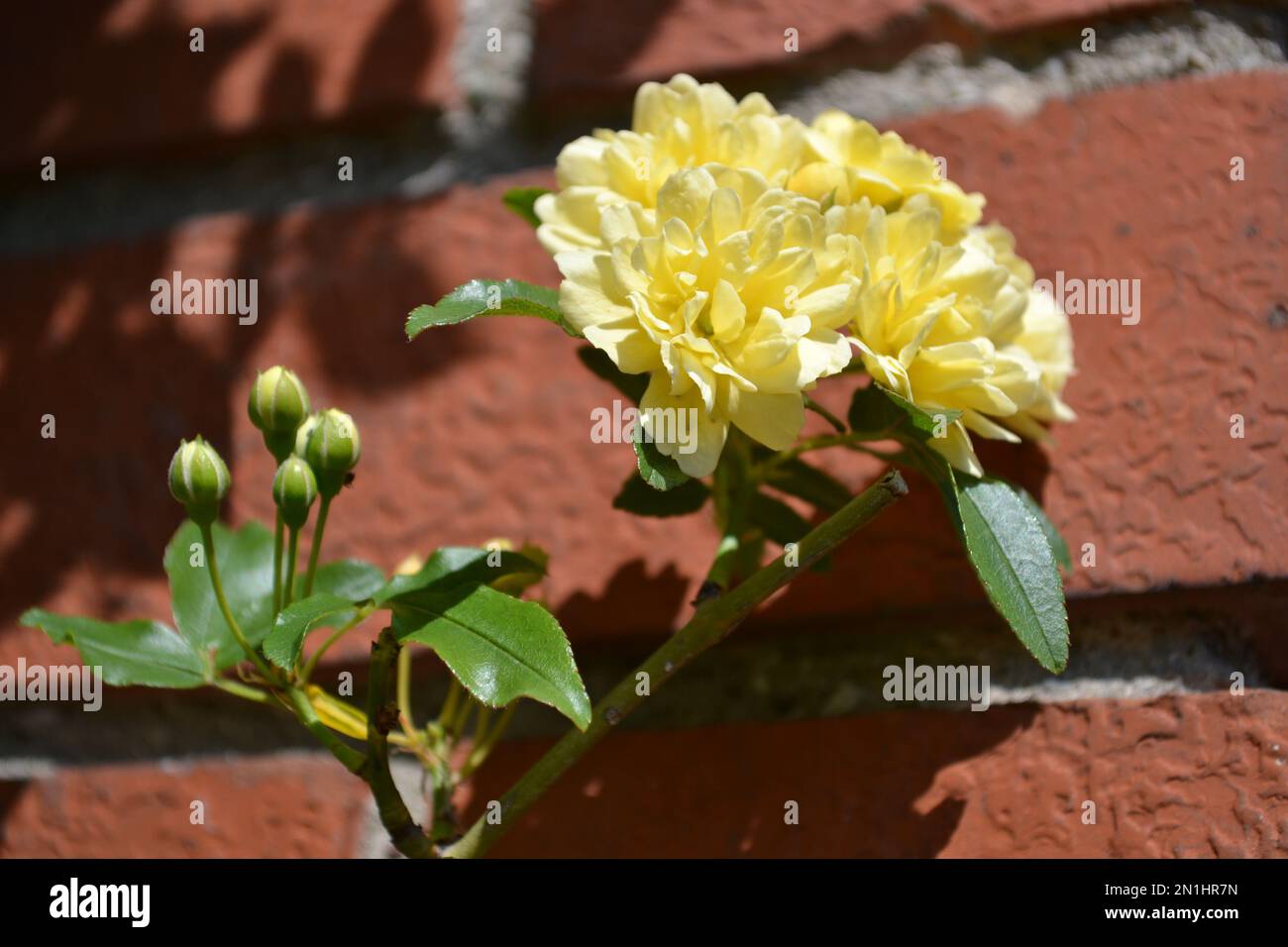 Bella testa di fiore giallo di banksiae rosa su parete rossa sfondo di cemento in sole luminoso. Vista ravvicinata. Nome comune Lady Banks rosa. Foto Stock
