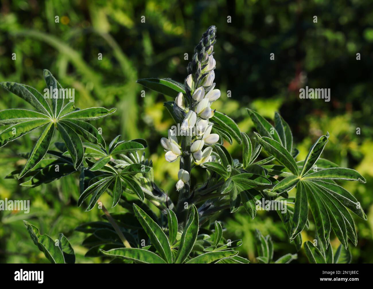 Pianta e fiore di lupino bianco selvatico appena fiorito - Lupinus albus. Famiglia Fabaceae. Oeiras, Portogallo. Legume - i fagioli sono mangiati come aperitive. Foto Stock