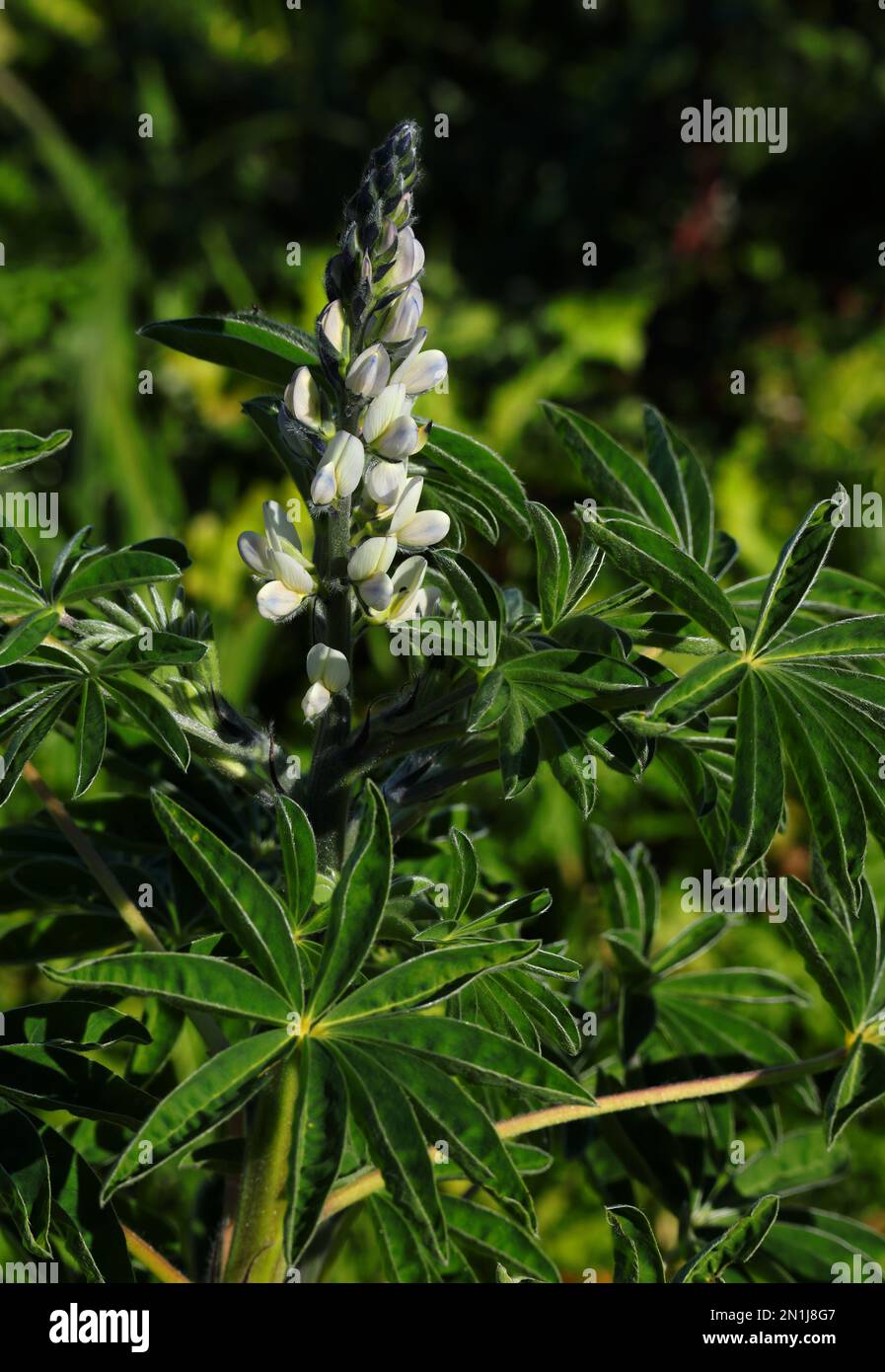 Pianta e fiore di lupino bianco selvatico appena fiorito - Lupinus albus. Famiglia Fabaceae. Oeiras, Portogallo. Legume - i fagioli sono mangiati come aperitive. Foto Stock