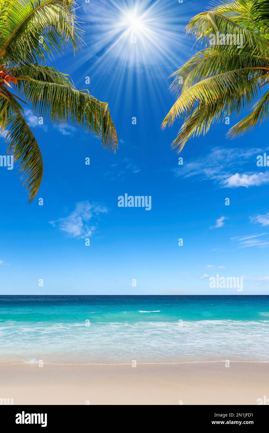 Le foglie di palme nella spiaggia tropicale soleggiata. Foto Stock