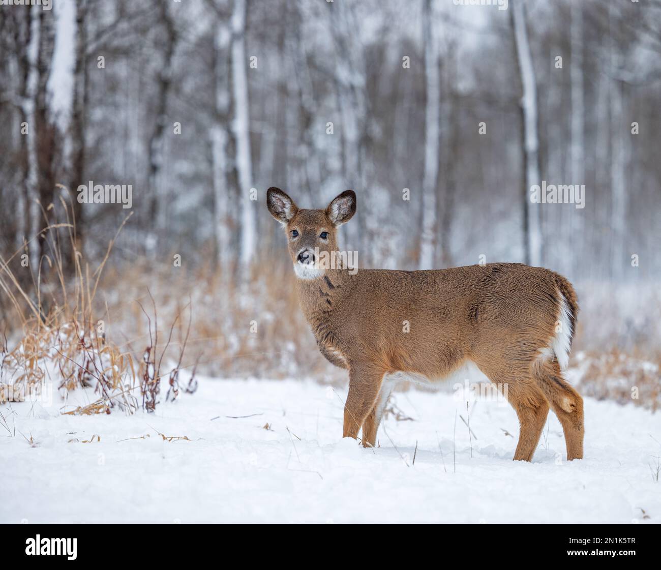 White-tailed fawn in Wisconsin settentrionale. Foto Stock