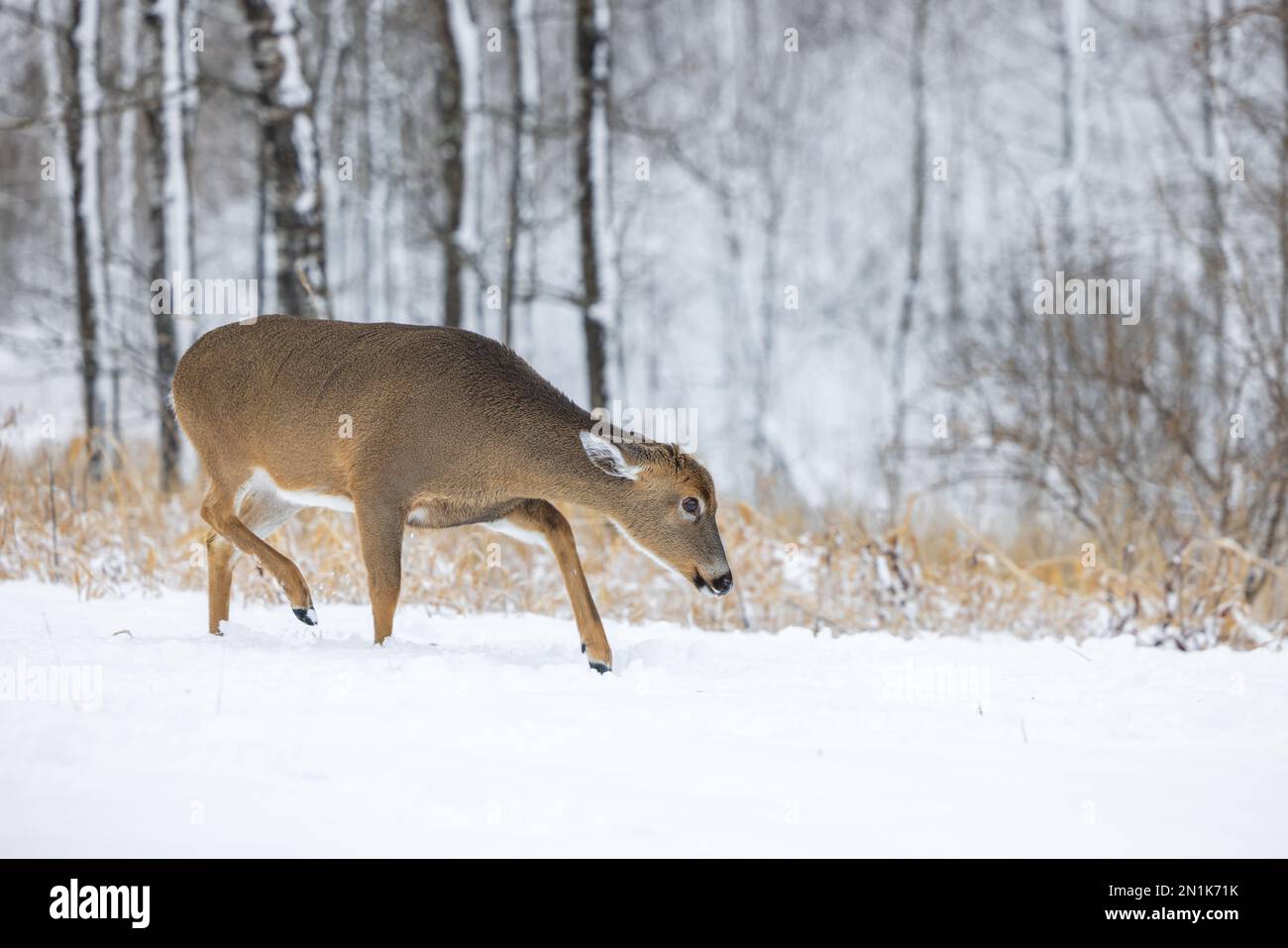 White-tailed doe nel Wisconsin settentrionale. Foto Stock