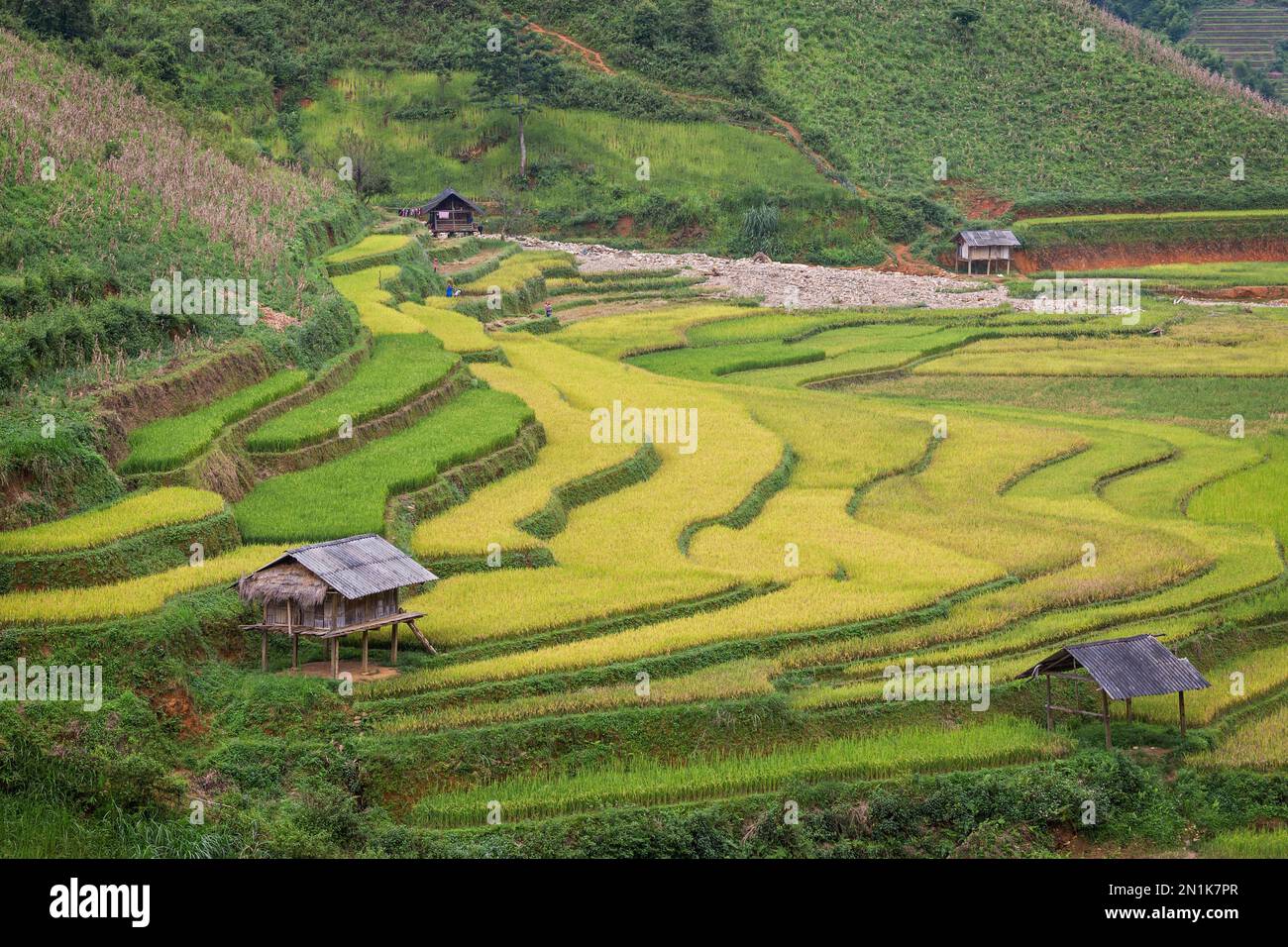 Campi di riso del Vietnam Foto Stock