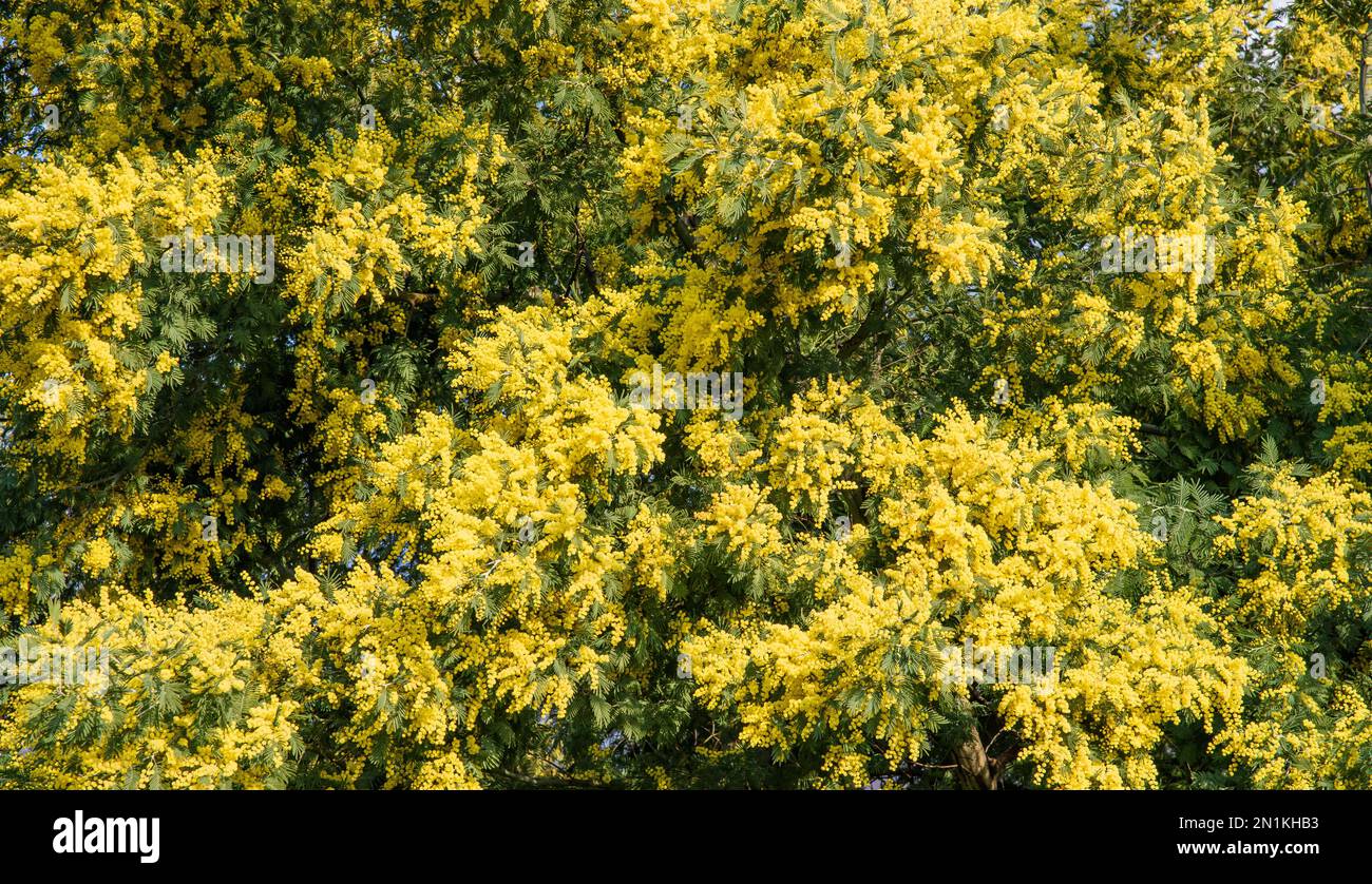 Bella fioritura di acacia dealbata comunemente chiamato mimosa Foto Stock