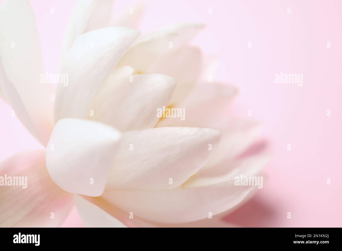 Bel fiore di loto bianco su sfondo rosa chiaro, primo piano Foto stock -  Alamy