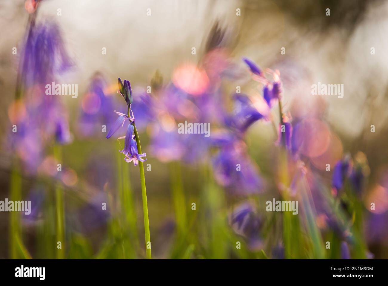 Bluebells nel bosco Foto Stock