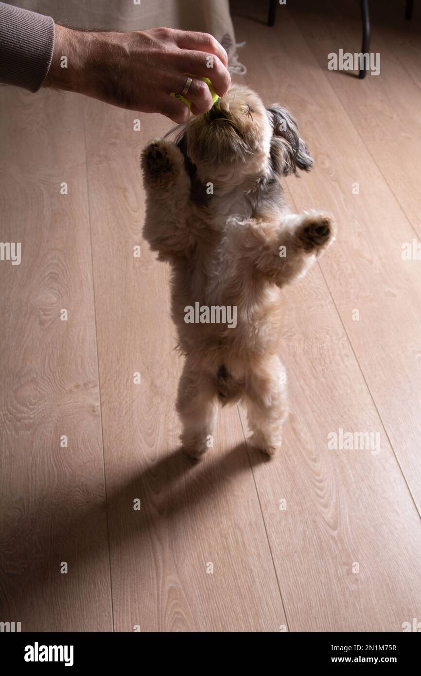 Foto di una piccola razza di cane Shih Tzu che gioca con una persona a casa Foto Stock